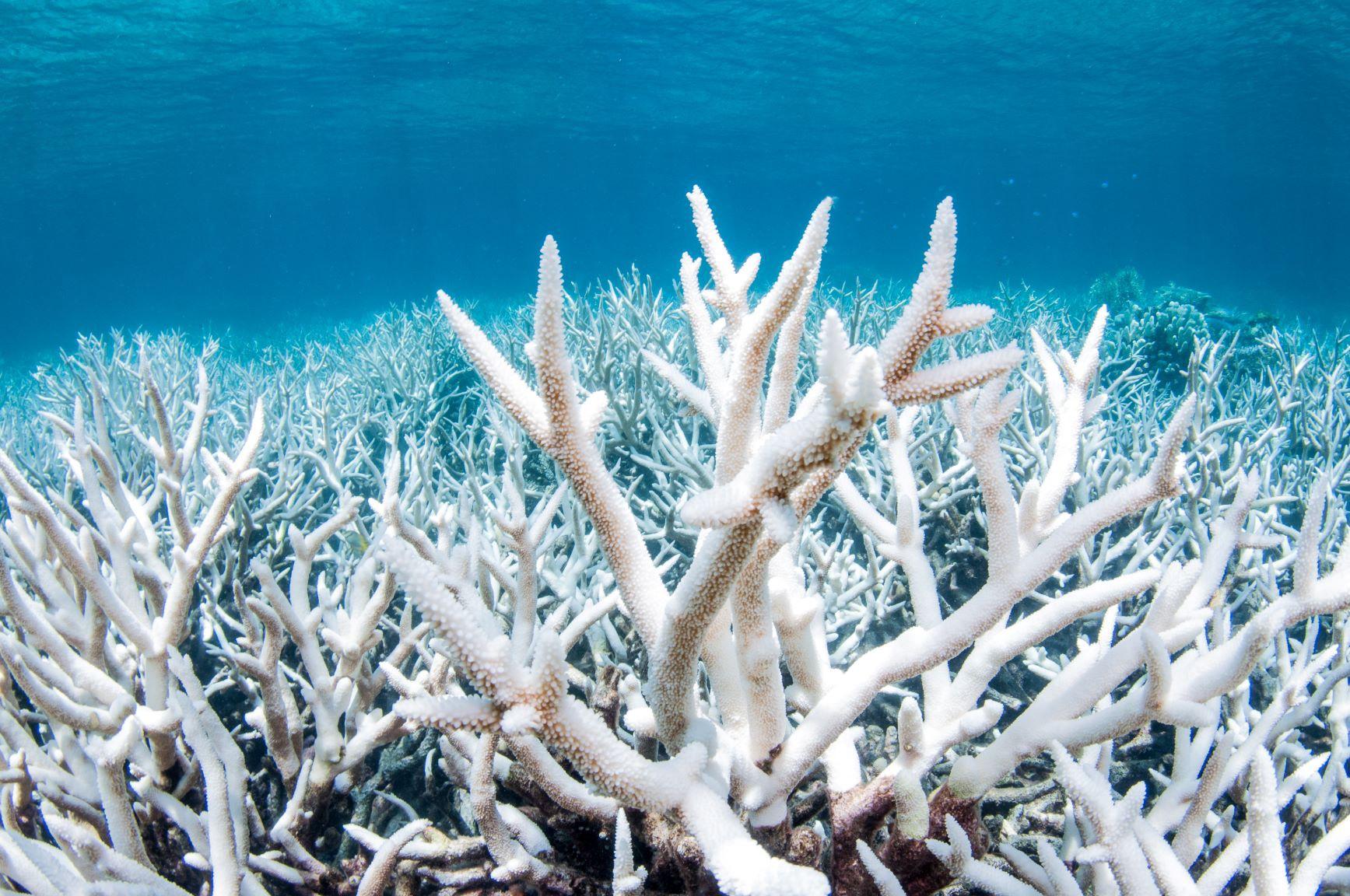 mŕtve koralové útesy 