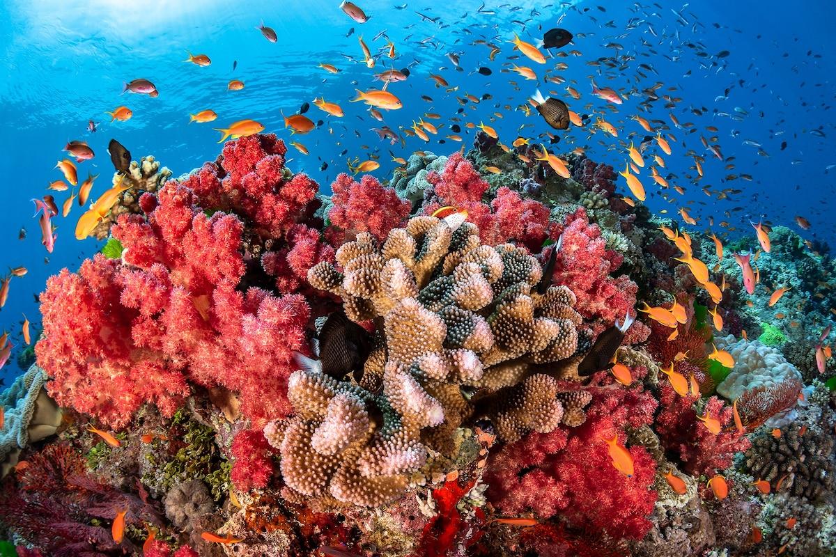 živé koralové útesy